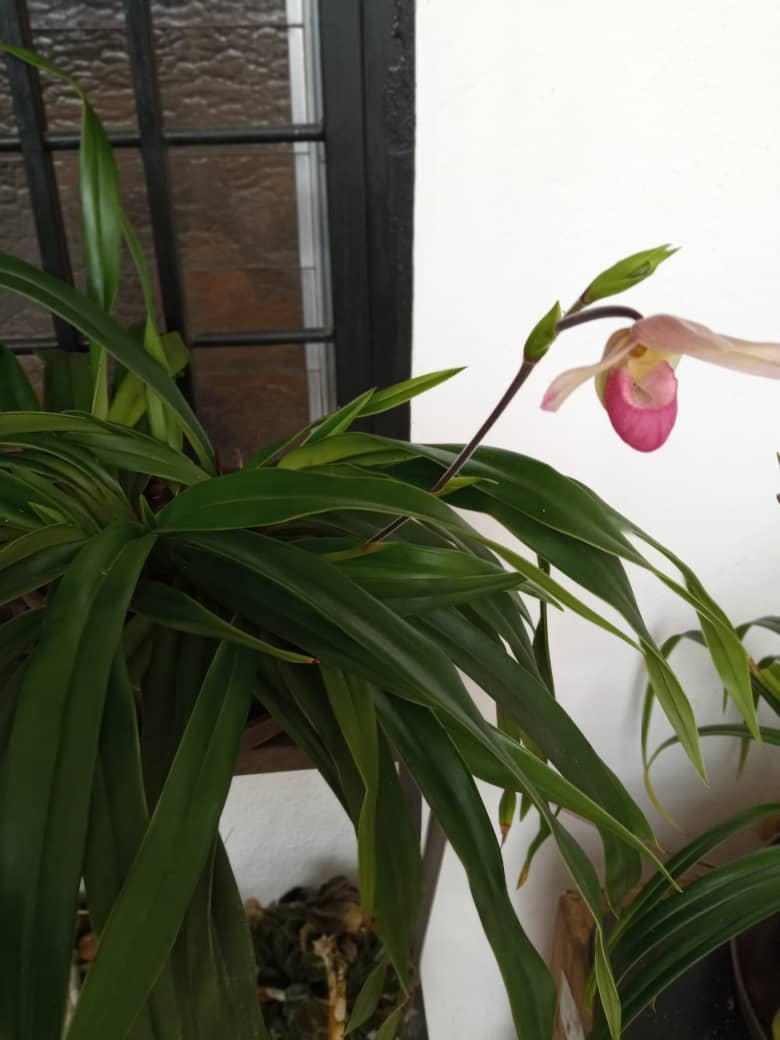 Éste Impresionante Phragmipedium cardinale es de Nuestra cultivadora Raquel Medina. #ASORTA #Orquideas #Táchira #Orchidlovers #Flowers #OrchidHibrids #Naturephotography #AsociacionDeOrquideas #Color #Aroma #AsortaOrchids #Instaorchid #Andes #SanCristobal #orquideologia #Venezuela