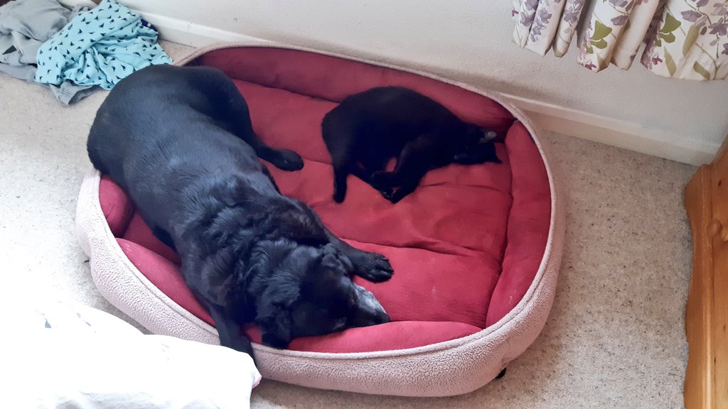 DaveDogFacedBoy's tweet photo. Bloody animals. They bring such joy into your life but when they leave they break your fucking heart #RIPCherry https://t.co/ZbqfrhtSEv