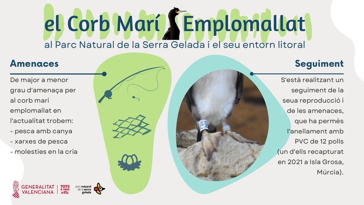 🦅El corb marí emplomallat (Phalacrocorax aristotelis) és emblemàtic al #PNSerraGelada🐣Nidifica en penya-segats rocosos... Què més en saps?

🦅El cormorán moñudo es emblemático en el parque natural de Serra Gelada🐣Nidifica en acantilados rocosos... ¿Qué más sabes?