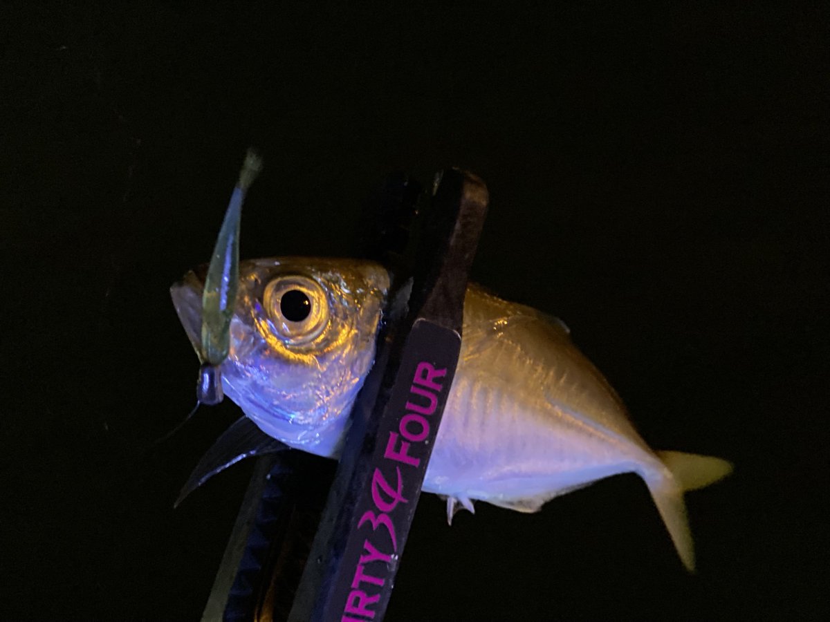 mikawayamashin's tweet photo. 中層の緩やかな流れにのせて😙
#thityfour
#fishlike https://t.co/CEQOR20pIP