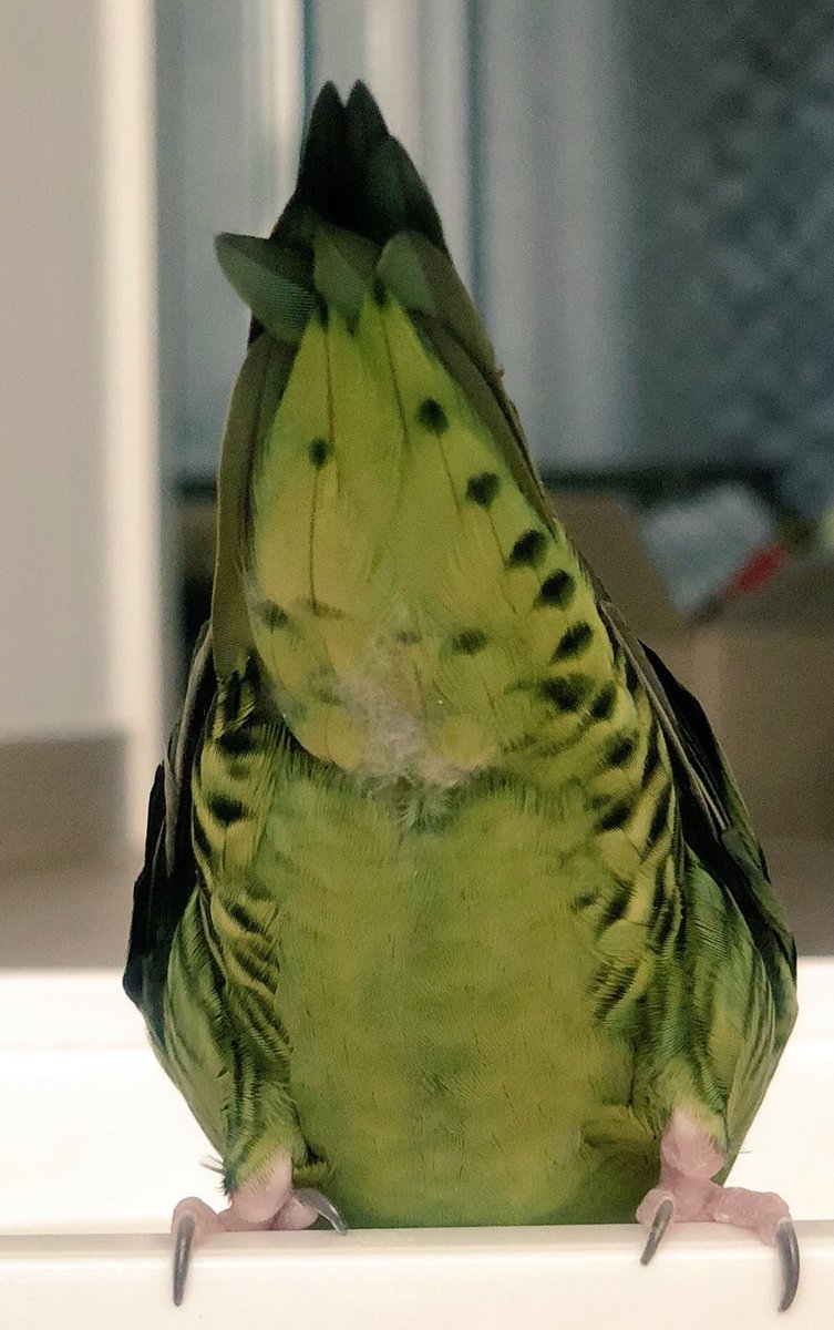 앵덩이 사진 주세여