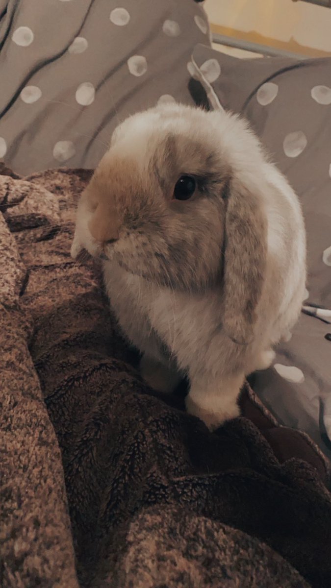 amy_ahiaa's tweet photo. #PLTPets #PLTPets #PLTPets https://t.co/aWgVmteO5N