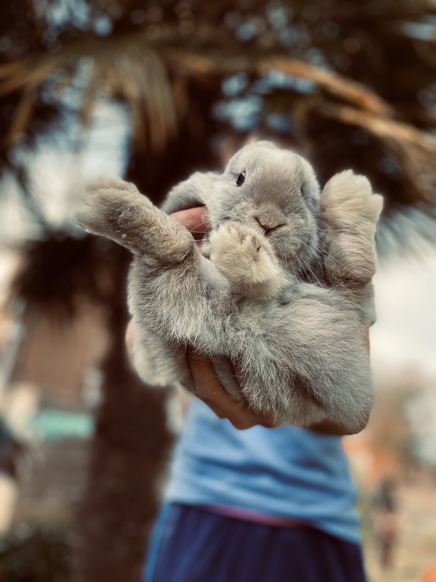 amy_ahiaa's tweet photo. #PLTPets #PLTPets #PLTPets https://t.co/aWgVmteO5N