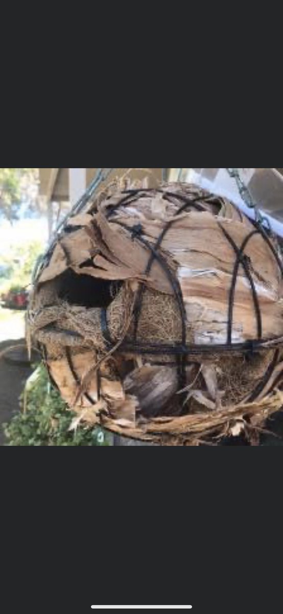 Leschenault CC (@leschenaultcc) on Twitter photo Got plans this weekend? Why not join the LCC for a possum drey building workshop and help fight habitat loss - one of the biggest threats to the critically endangered western ringtail possum. For the details visit our FB events page or email katrina.za@leschenaultcc.org.au Got plans this weekend? Why not join the LCC for a possum drey building workshop and help fight habitat loss - one of the biggest threats to the critically endangered western ringtail possum. For the details visit our FB events page or email katrina.za@leschenaultcc.org.au