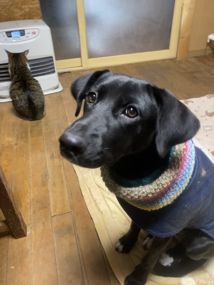 お待たせしました心優しい猫友さんがamazon欲しいものリストを作成して頂きました本当に感謝ですhttps 函館ワンニャンパトロール