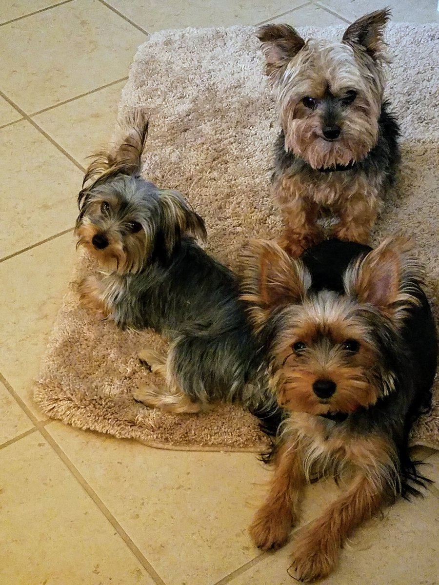 Tim Biggs tweet media