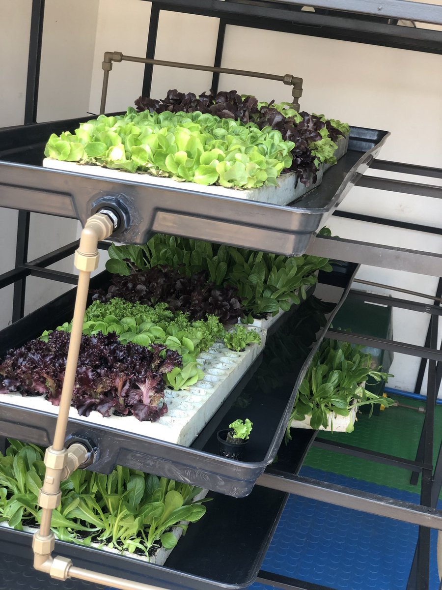 LGSouthAfrica's tweet photo. LG Air-conditioners assist in controlling the temperature where the hydroponic pods are built. 

#LGAgritekLaunch #LGCares #SocialDevelopment https://t.co/POcwR3Lx3j