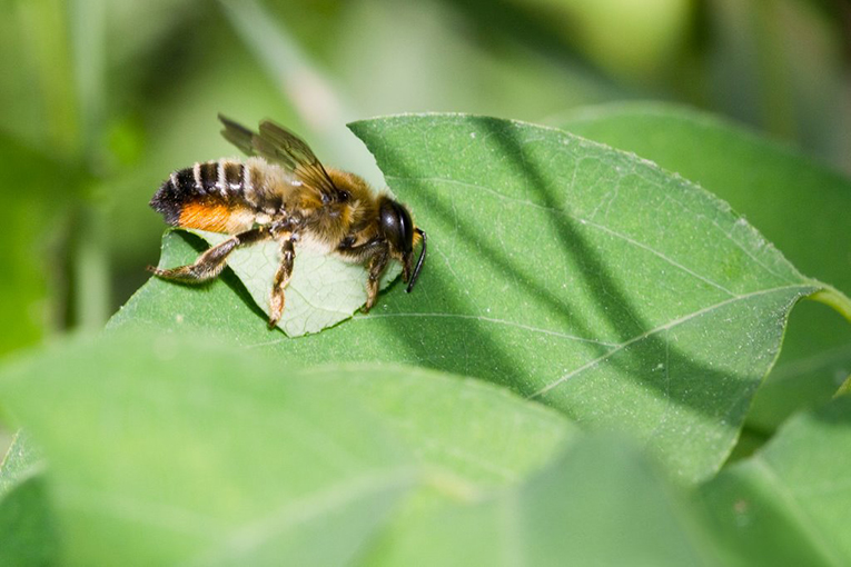 EkosemAgrar's tweet photo. In diesem Jahr haben wir auf einer #Versuchsfläche von 300 Hektar mit 22 Mio. #Blattschneiderbienen gearbeitet – mit #Erfolg: Der Ertrag der #Luzerne-Aussaat konnte selbst unter schwierigen Witterungsbedingungen #verdoppelt werden. https://t.co/QPGQWkDbYi