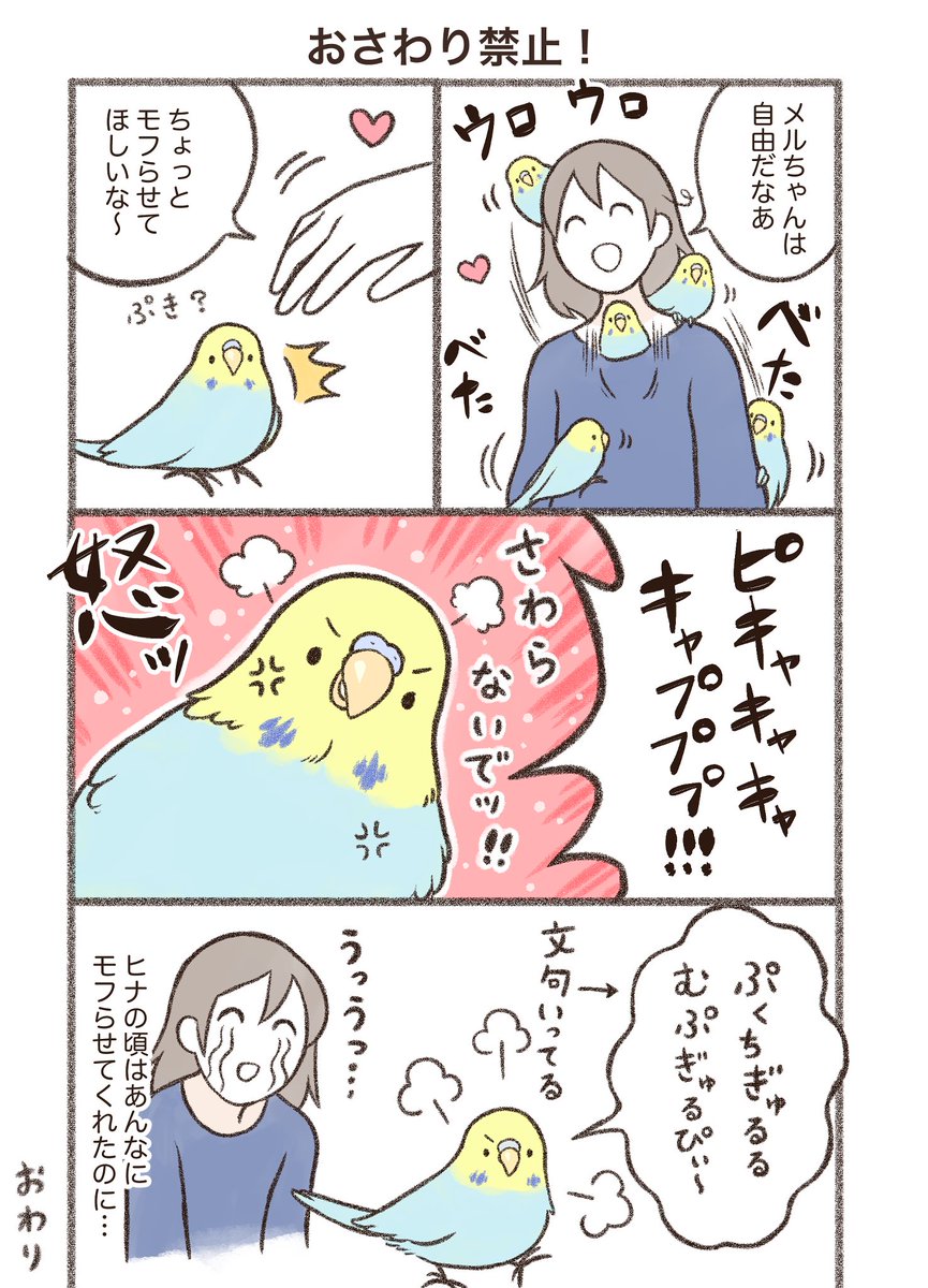 マンガ「おさわり禁止!」

#漫画が読めるハッシュタグ #セキセイインコ 