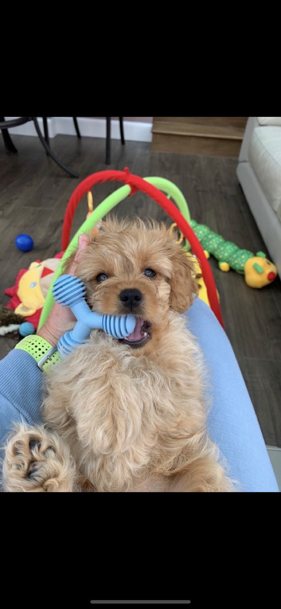 emmaforsythh's tweet photo. @OfficialPLT My wee baby 🐾 #PLTPets https://t.co/Dga7ubsEku
