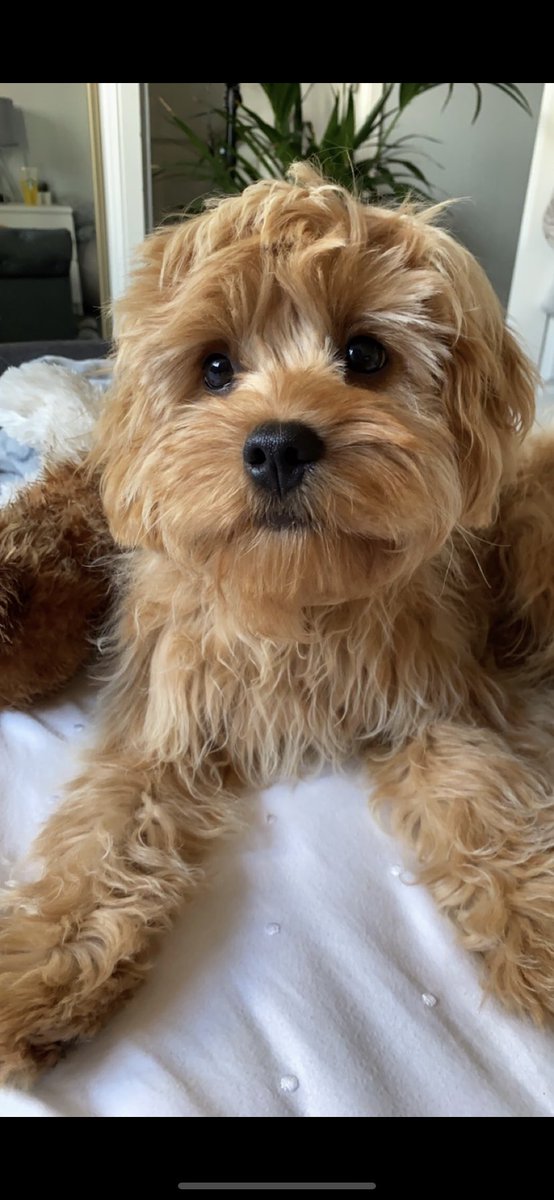 emmaforsythh's tweet photo. @OfficialPLT My wee baby 🐾 #PLTPets https://t.co/Dga7ubsEku