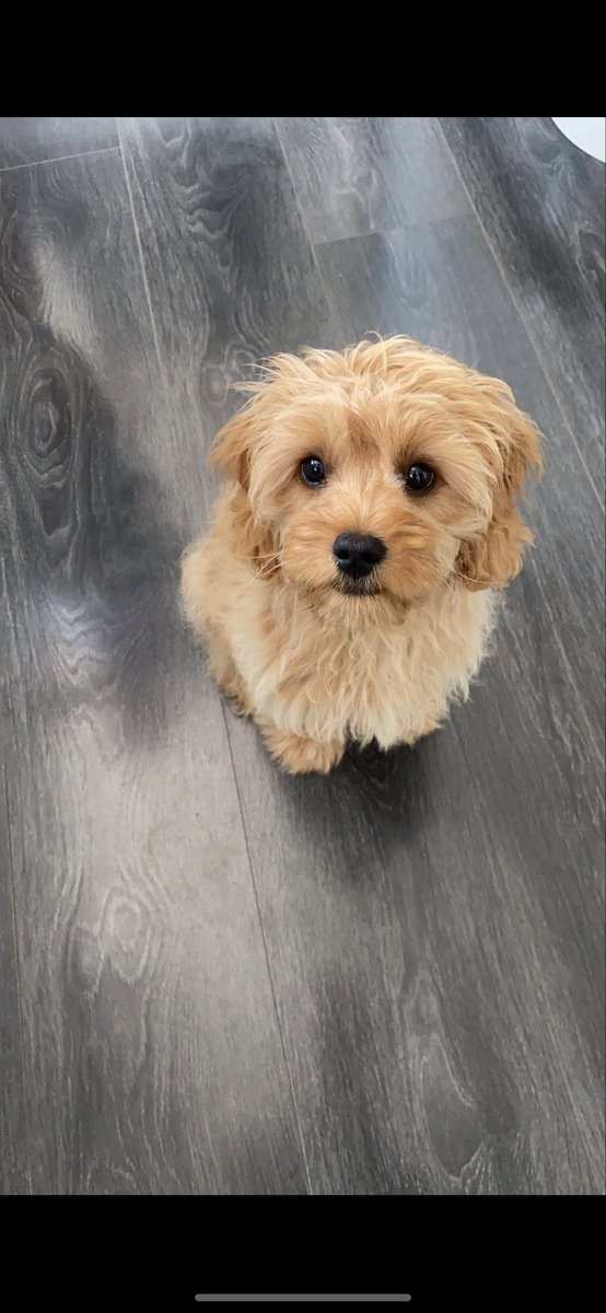 emmaforsythh's tweet photo. @OfficialPLT My wee baby 🐾 #PLTPets https://t.co/Dga7ubsEku