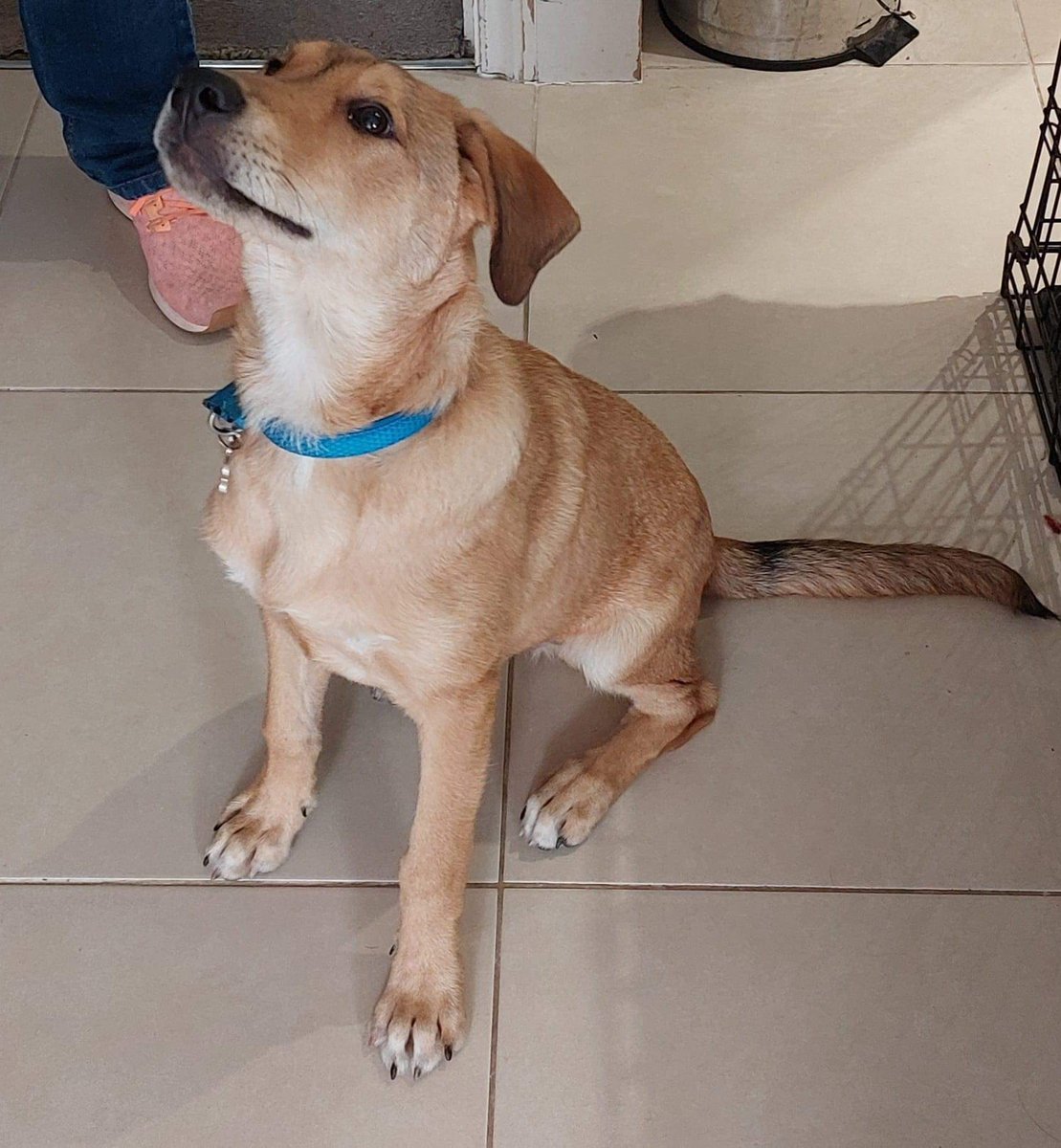 💜𝗢𝗟𝗟𝗜𝗘 💜𝗔𝗩𝗔𝗜𝗟𝗔𝗕𝗟𝗘 𝗙𝗢𝗥 𝗔𝗗𝗢𝗣𝗧𝗜𝗢𝗡 near Folkestone, Kent (TN28 postcode)

🐾 Puppy 6 months old (dob 29/4/21)
🐾 Male (unneutered)

✅Housetrained
✅Sleeps through the night 
✅Crate trained 
✅ Fully Vaccinated

Please message for more information 💜