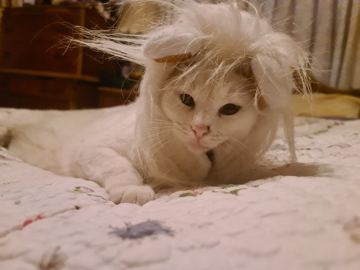 Bugger thinks she might want to be a lion for Halloween