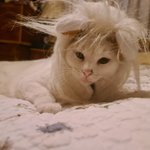 Photo by Boo The Deaf Kitty and Bug (@BooTheDeafKitty)