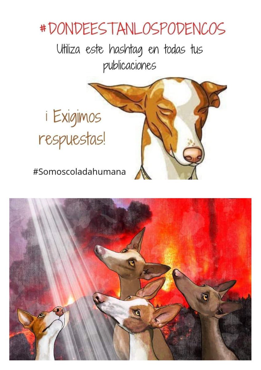 afuentes78's tweet photo. #DONDEESTANLOSPODENCOS #PerrosLaPalma https://t.co/KXSW7u5sDW