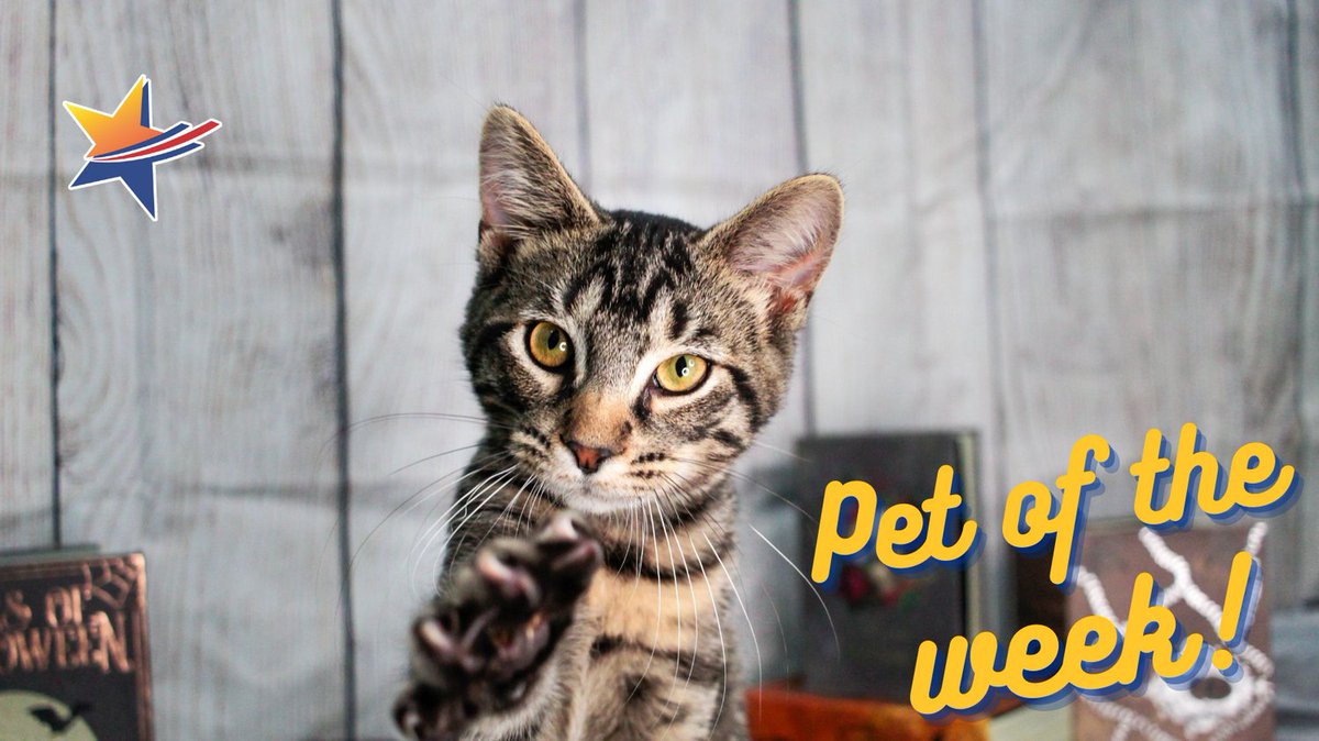 OneVisionFCU's tweet photo. Welcome to One Vision FCU &amp; @NAFCanimalshelter #PetoftheWeek! 

Ready to meet the coolest 😻 in the entire world? 

Well, here’s Marvin. (He is praying he will find his furever home!)

Click here 👇 to find out about Marvin!
https://t.co/g33BhQ5ntU

#PetoftheWeek https://t.co/eFOe29KCOd