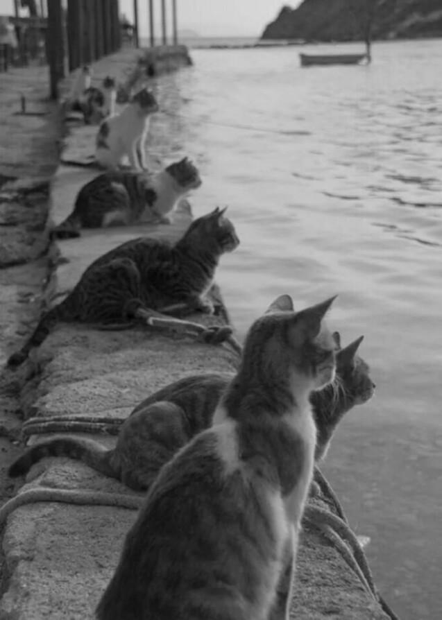 Balıkçıların dönüşünü bekleyen kediler. #caturday #catsoftwitter #catecoin