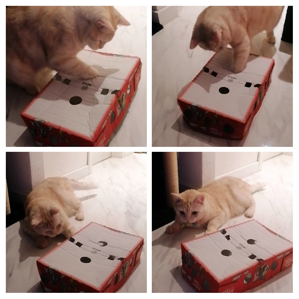 DimitriWischnev's tweet photo. #ImAPlaya #AndIRockTheSh***OutOfThisGame😼😼😼😸😸😸😸 https://t.co/1axlEEf03P