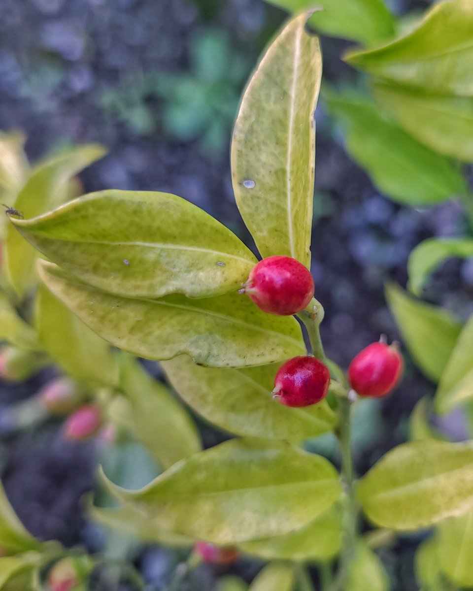LovelyEarthS's tweet photo. The birds are drawn to the sarcococca berries.
#SarcococcaBerries #FallBerries #AutumnBerries #OctoberBerries #BerriesForBirds #LovelyEarthSociety https://t.co/1Ra4SPs5Uc