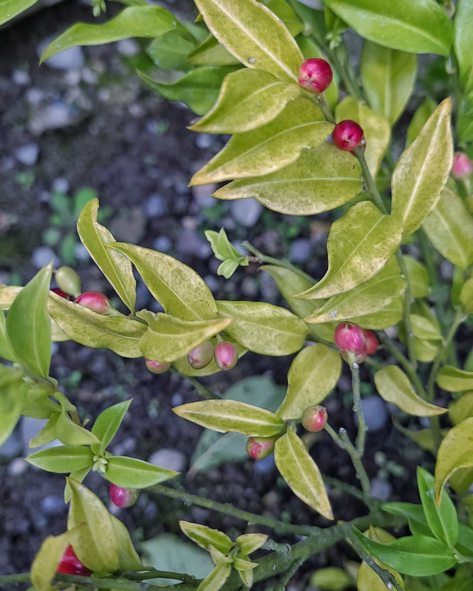 LovelyEarthS's tweet photo. The birds are drawn to the sarcococca berries.
#SarcococcaBerries #FallBerries #AutumnBerries #OctoberBerries #BerriesForBirds #LovelyEarthSociety https://t.co/1Ra4SPs5Uc