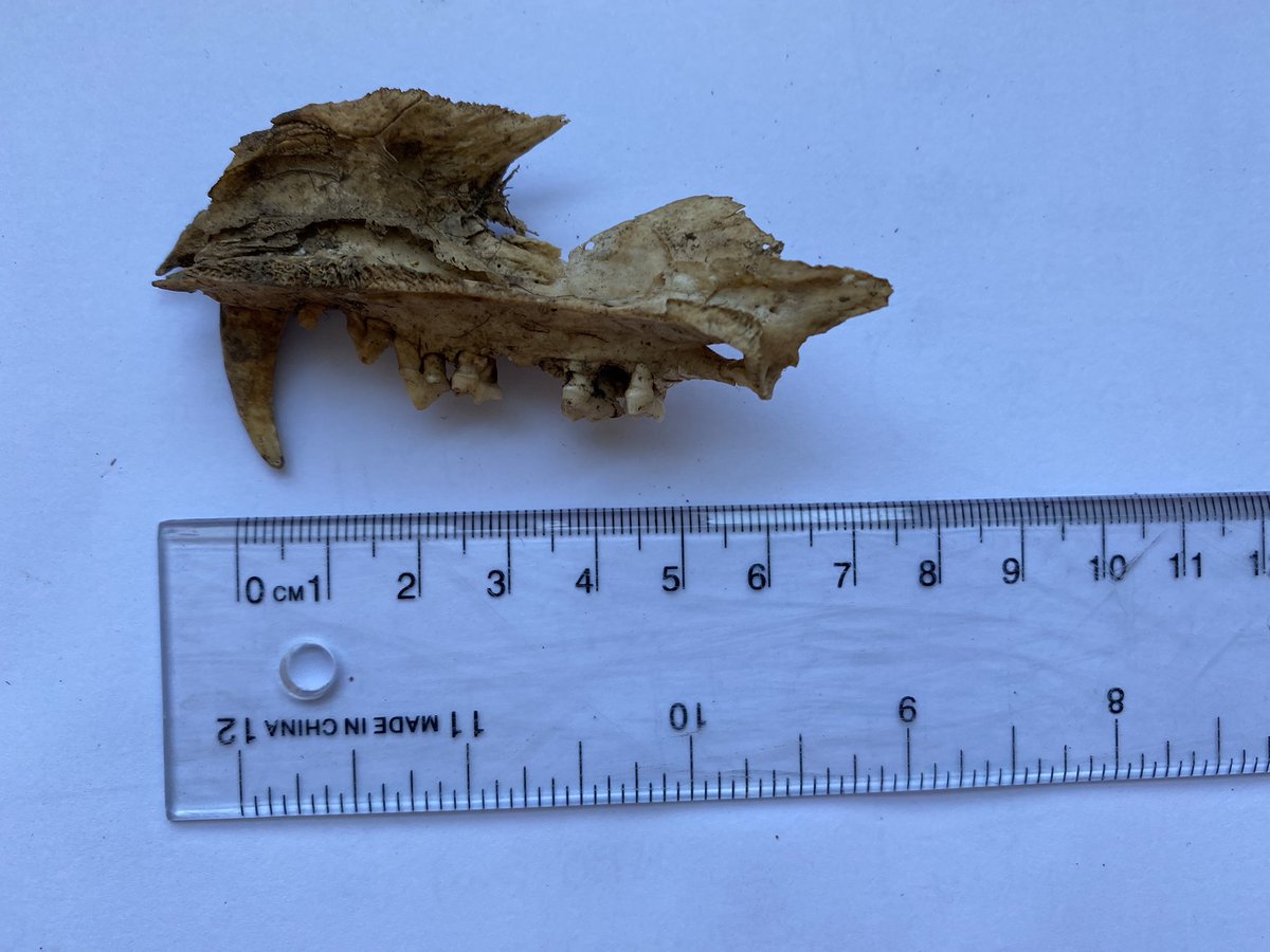 Phaedra Taft tweet media