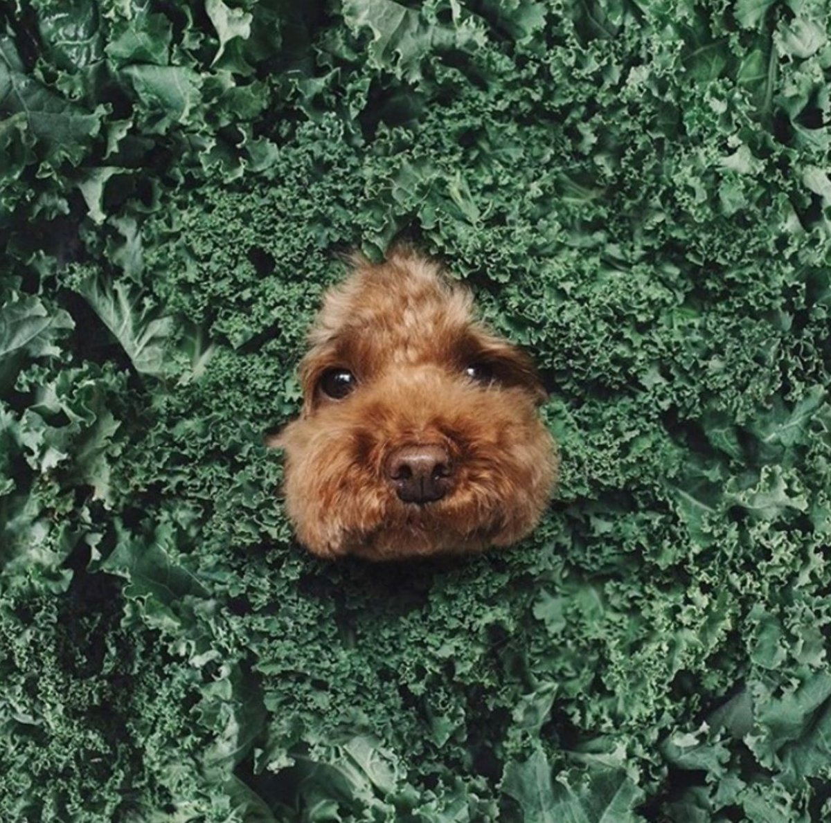 Our halloween costume 🥬
​📸 <a href="/modelmeals/">Model Meals</a>