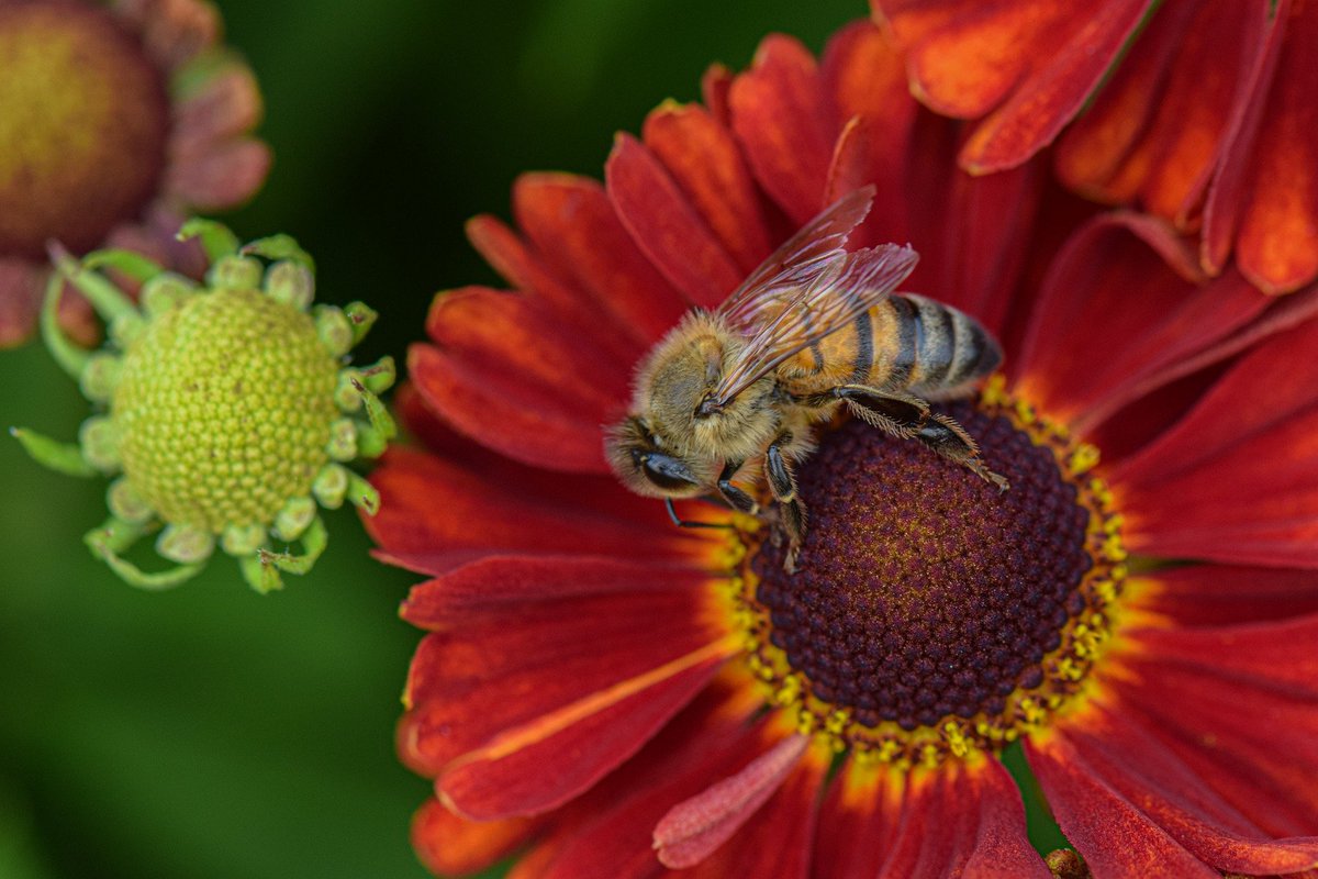 Fantastic seminar @SussexUni by @Kath_Baldock unpacking the role of urban spaces for pollinators. Gardens/allotments are vital for urban pollinators and illustrate the importance of #GardeningForNature. 

See Natures Best Hope by @DougTallamy, a relevant great read