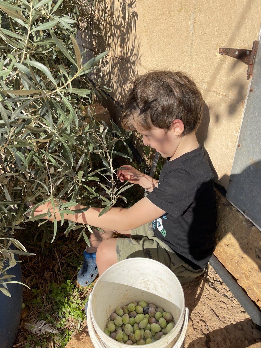 elaineboland17's tweet photo. H Practicing P. Paddling in sea, Posing with Pricky Pears, Picking olives & Posting words @TranbyReception #alphabetweek Pp https://t.co/5glFbkxXdM