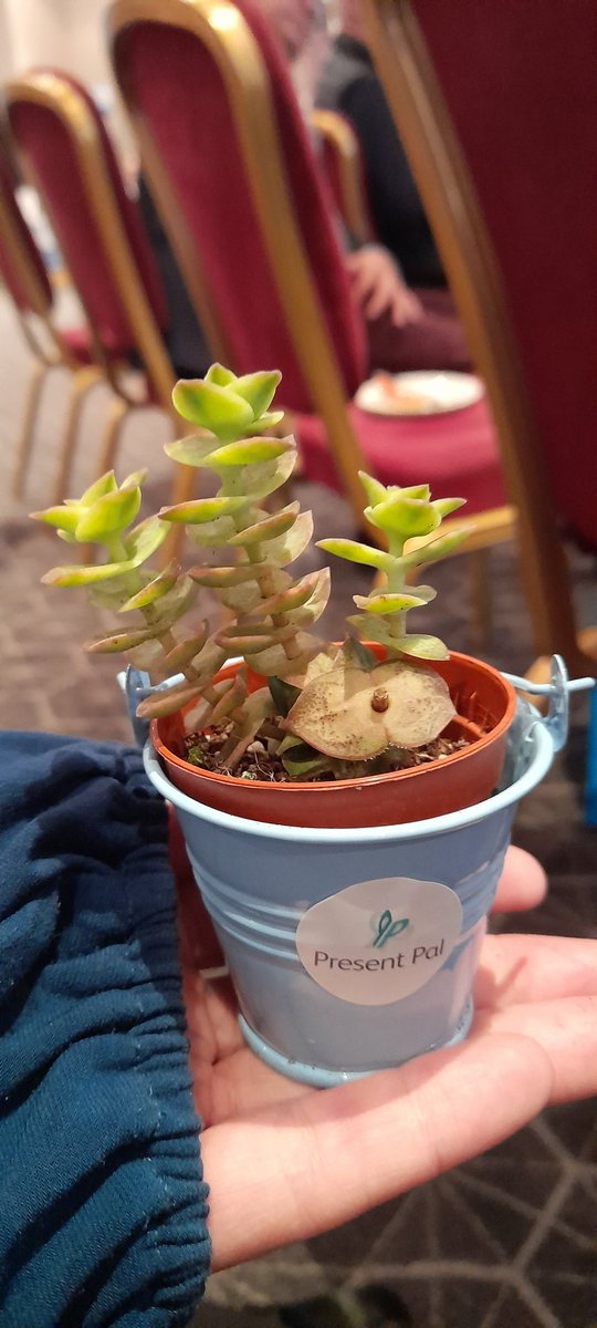 starlet_babe86's tweet photo. Going to be breathing life into my office thanks to @PresentPal_

Lovely to be back at @ATEConference and catch up with everyone face to face before I forgot what everyone looked like :) https://t.co/pmWnOheQsw