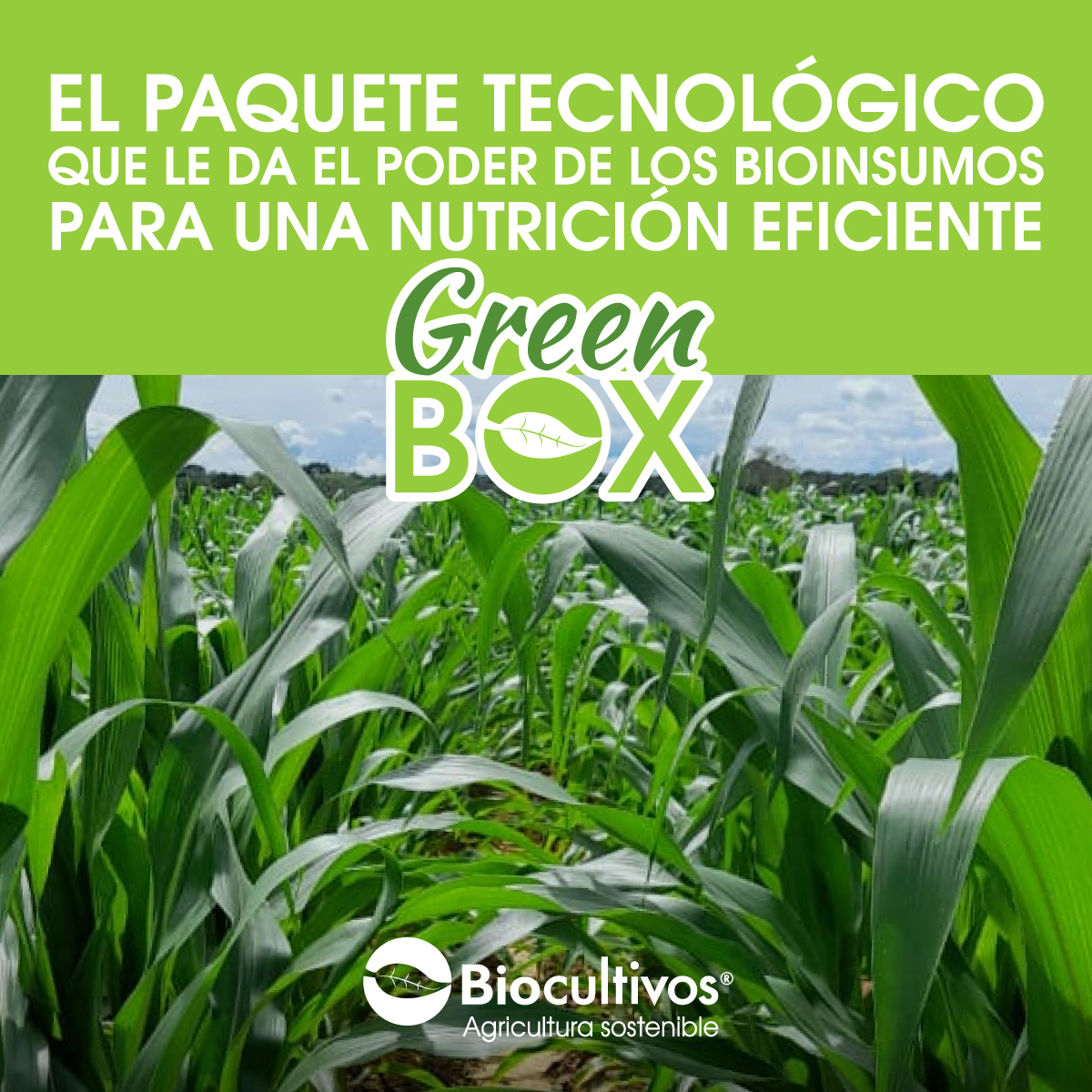 biocultivos's tweet photo. Mantenga bien nutridos los suelos de sus cultivos para tener resultados poderosos.
Green Box trae lo necesario para lograrlo.
#AgriculturaRegenerativa #BioInsumos #salud #AgentesMicrobianos #Colombia #Exportación #Maiz https://t.co/xDT6m7XwQS
