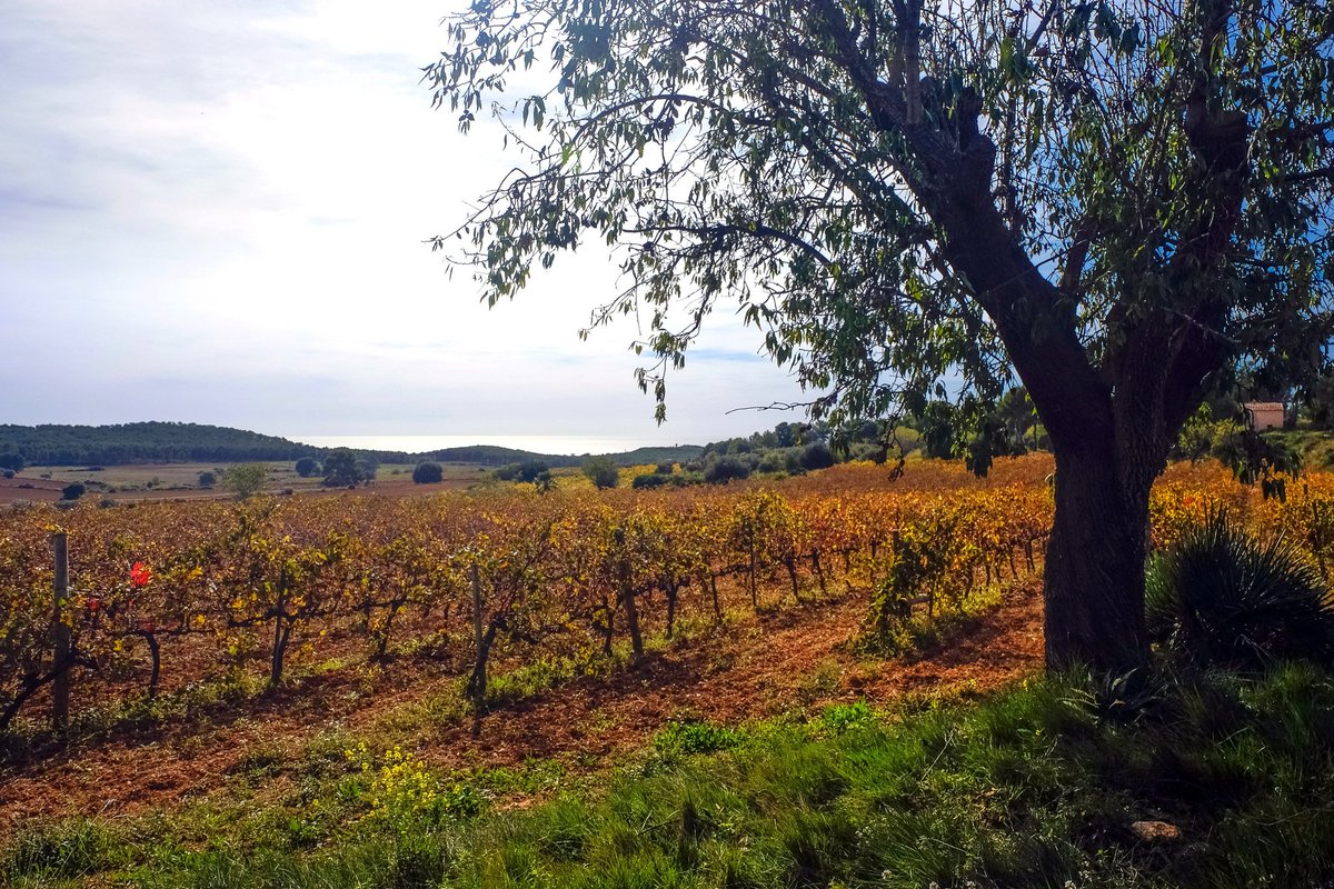 La Carretera del Vi tweet media