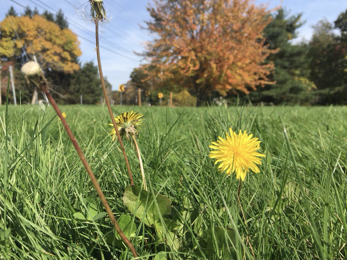 GreggWGME's tweet image. The dandelions are VERY confused 🌻🍂🍁
#WarmOctober #MyMaine @wgme