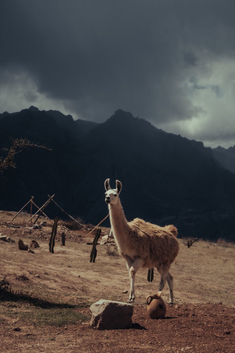 Antroplogoenru1's tweet photo. 📸 Maras , Cusco - Perú
#cusco #Peru #llamas #montañas #mountains #hacerfoto #Travel #PictureOfTheDay #photo #photography #andes #comohacerfotos #hacerfotos #canon https://t.co/0CINfn4SUx