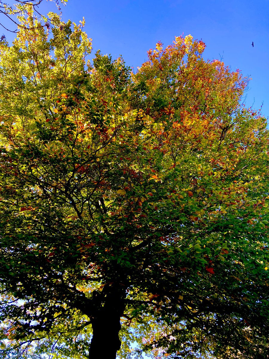 impro_kitchen's tweet photo. Autumn 🍂🍃🍁#beechtree https://t.co/opjYzjVoQS