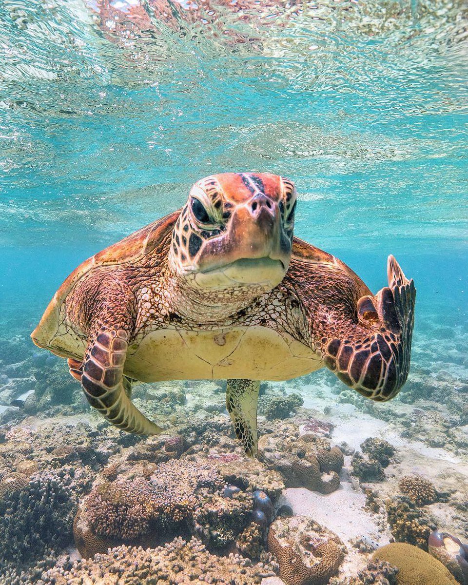 EarthDiscovers's tweet photo. 🐢 https://t.co/wvXQtcX20A