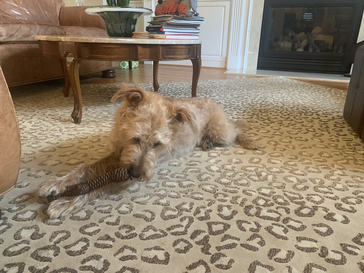 laurenesotell's tweet photo. when your family buys the dog a stick toy and it instantly becomes her favorite, but can it replace the original? #reBARKable #juststicktogether #bonesday? https://t.co/mLa0VgQjh1