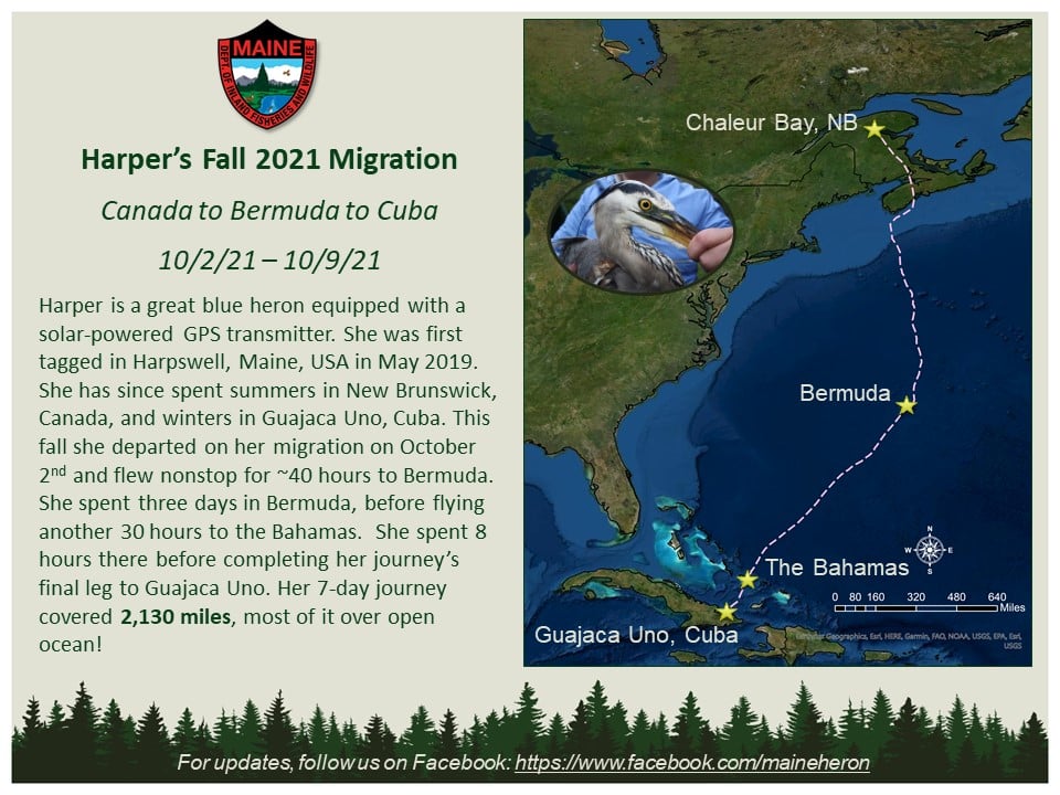 ABA's tweet image. Even the most common birds do the most extraordinary things.