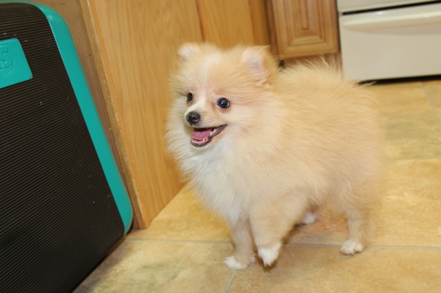 New puppies are available now. Check our website echoridgepomeranians.com