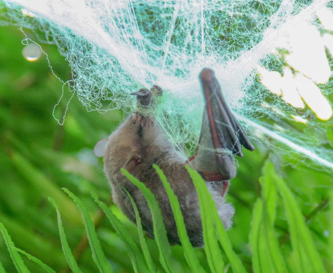 batworld's tweet photo. Please don't decorate outdoors using fake cobwebs because they can accidentally injure or kill local wildlife such as bats, owls, songbirds, or chipmunks! 

Photo by Dick Wilkins. https://t.co/V5T0DHWmkE