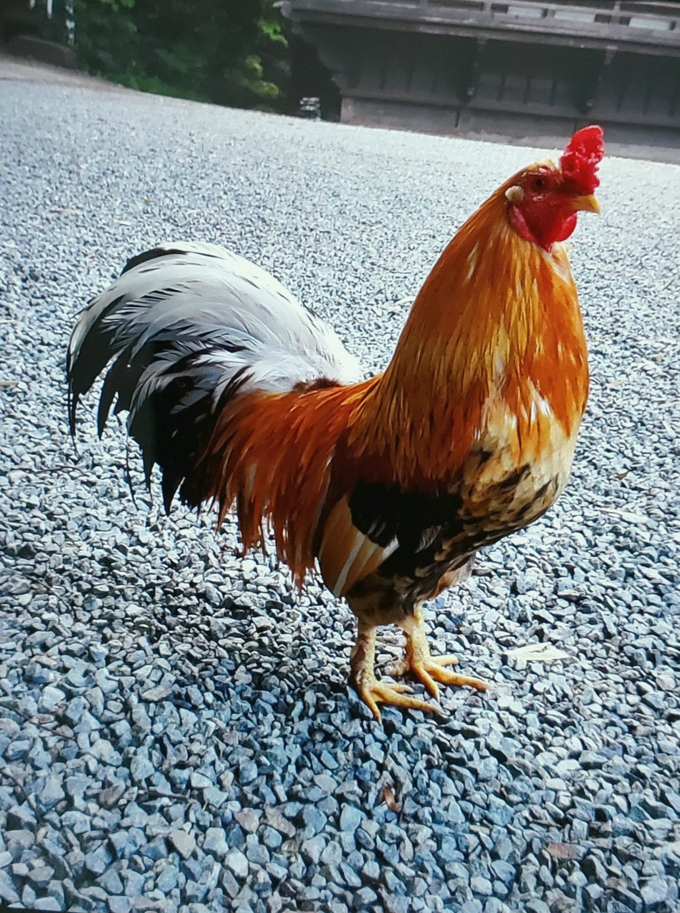 ぴーことおすぎ 谷保天満宮 で検索すると鶏が放し飼いされているという口コミがいっぱい出てくる 中には 野生の鶏 という根本的な誤解もある 名物と思われてるニワトリ達を神社側はなぜ長年危険にさらしたまま放置しているのか この神社には