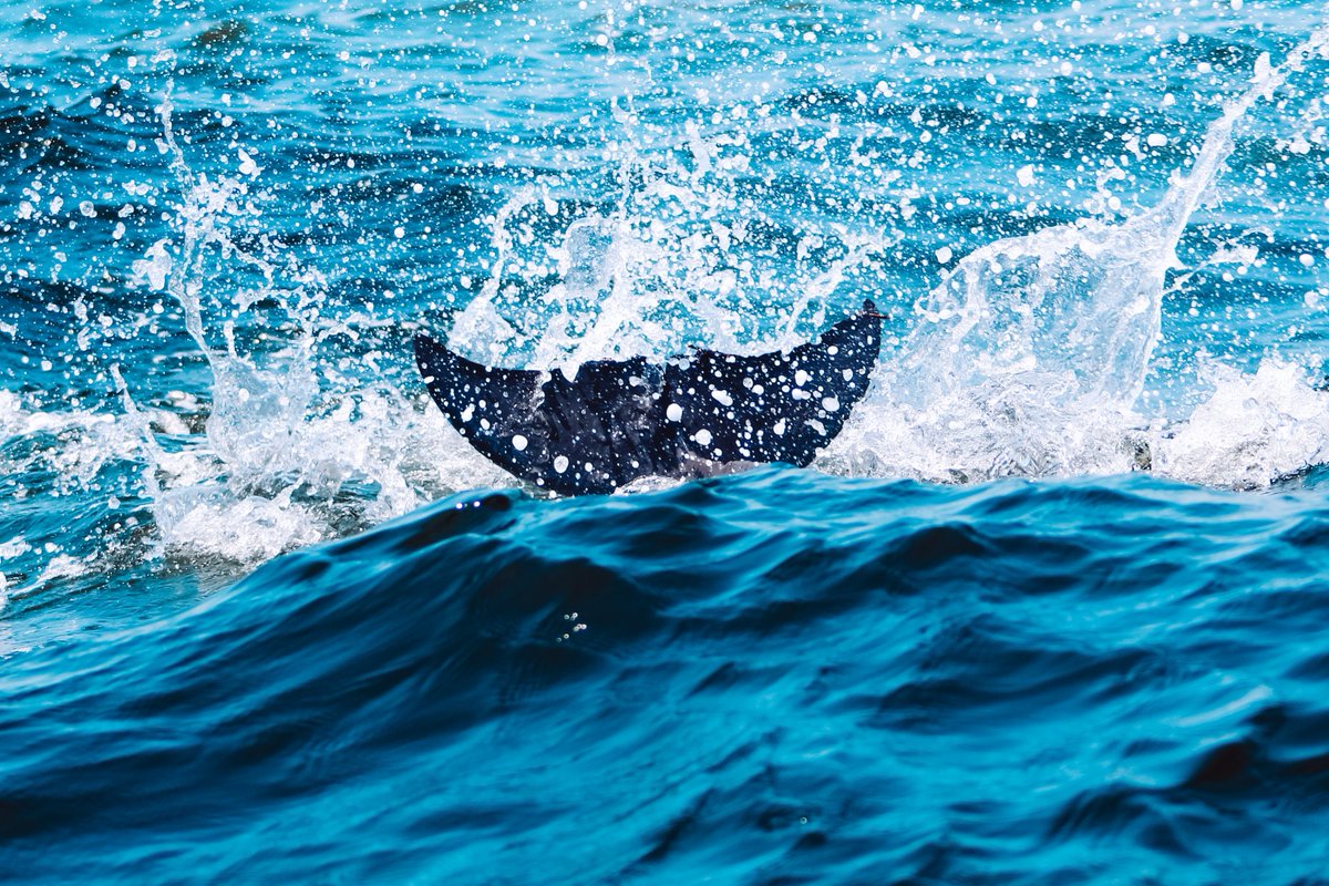 artdeRose's tweet photo. There are currently 42 species of dolphins &amp; seven species of porpoises🐬 we have Bottlenose Dolphins here in Florida! Dolphin prints available in my shop @artdeRose https://t.co/SEp57QY5AK