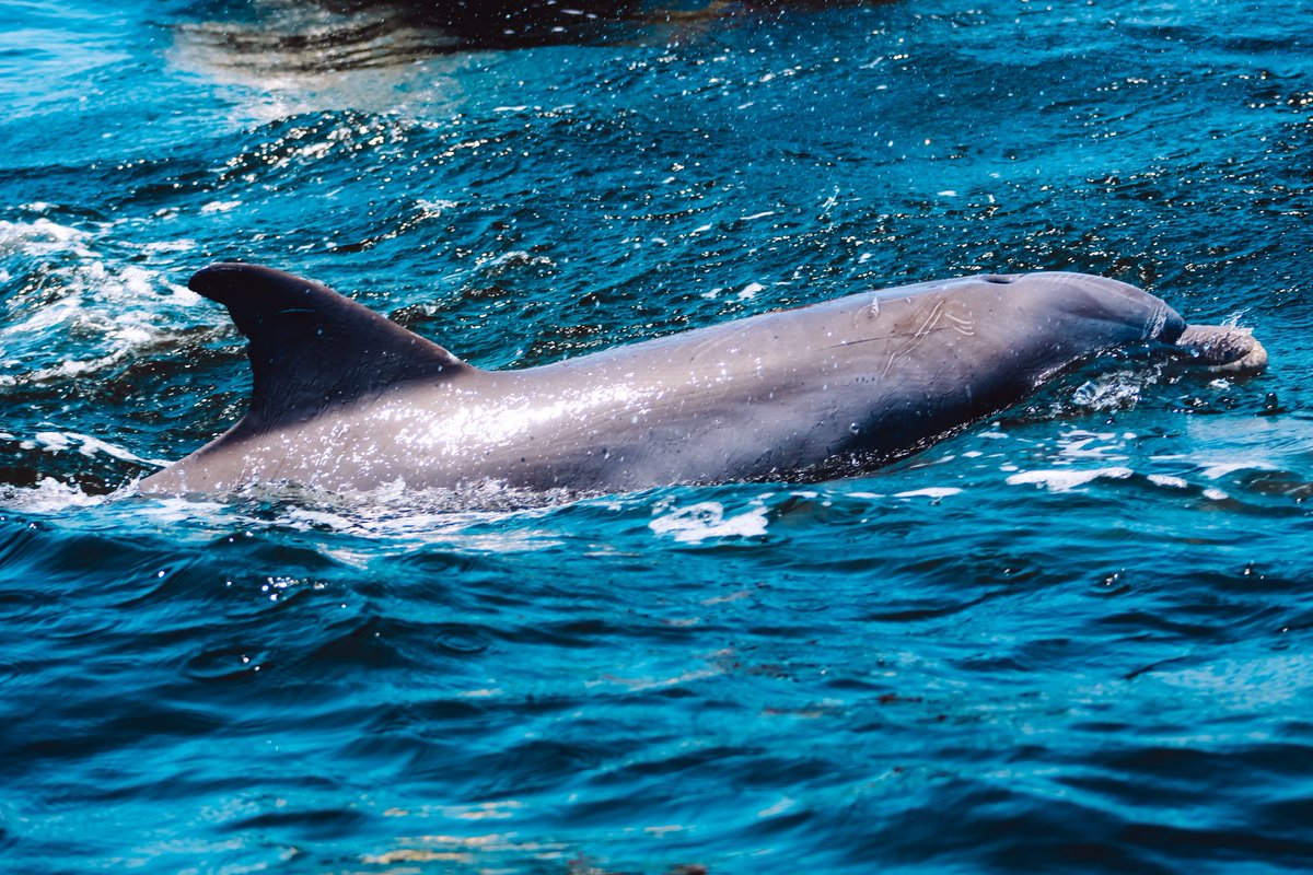artdeRose's tweet photo. There are currently 42 species of dolphins &amp; seven species of porpoises🐬 we have Bottlenose Dolphins here in Florida! Dolphin prints available in my shop @artdeRose https://t.co/SEp57QY5AK