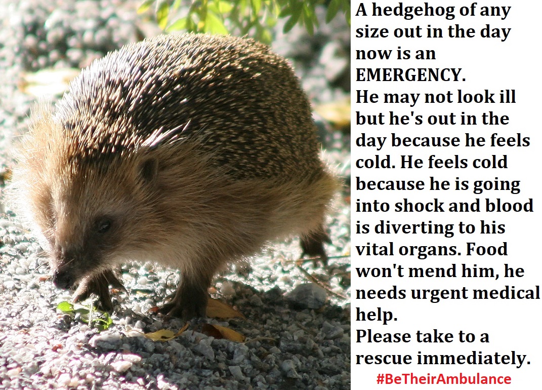 In autumn/winter the ONLY reason a hedgehog comes out in the open in daylig...