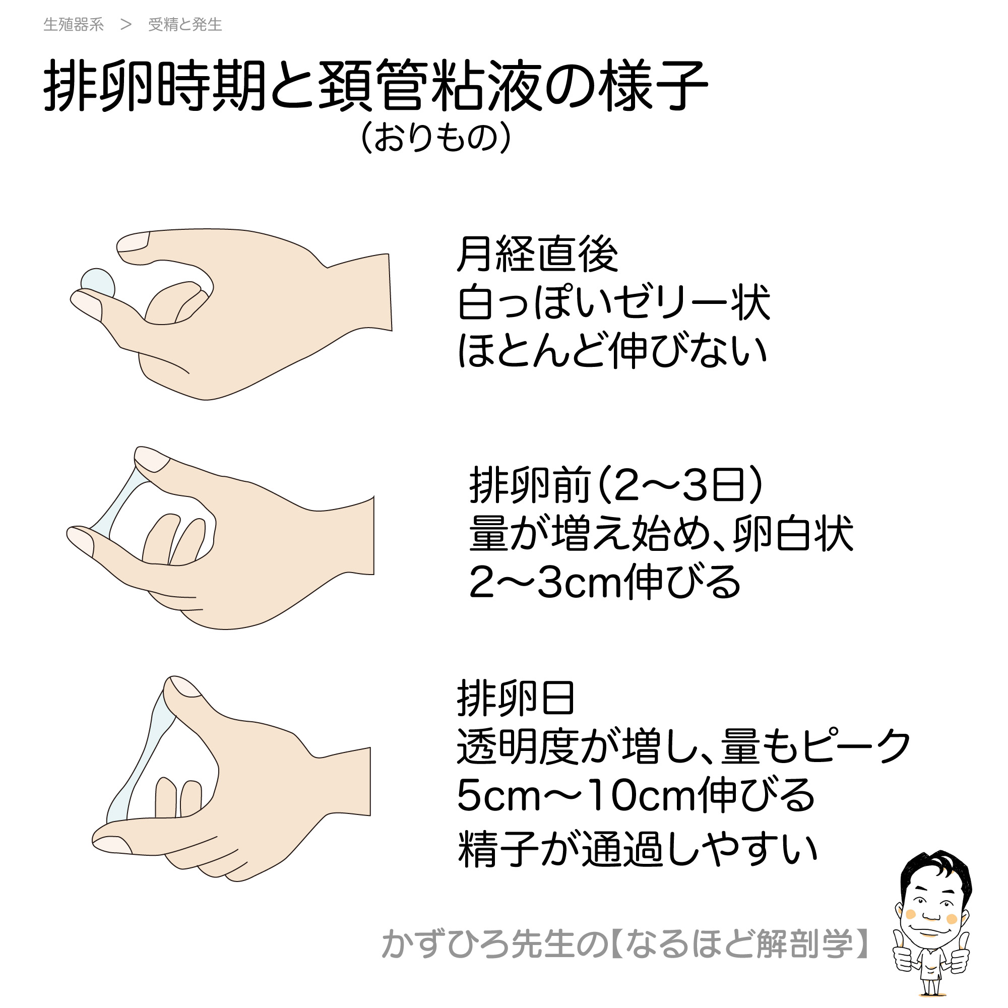 かずひろ先生 なるほど解剖学 No Twitter 排卵時期と頚管粘液の様子 月経直後 白っぽいゼリー状 ほとんど伸びない 排卵前 2 3日 量が増え始め 卵白状 2 3cm伸びる 排卵日 透明度が増し 量もピーク 5cm 10cm伸びる 精子が通過しやすい 徹底的国試