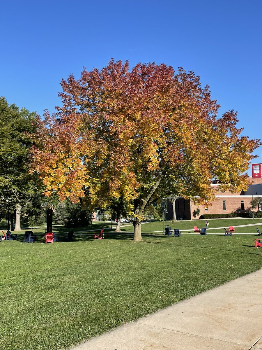 Good morning <a href="/shippensburgU/">Shippensburg University</a> My favorite fall tree on campus😍🍁#ShipIsIt #fall