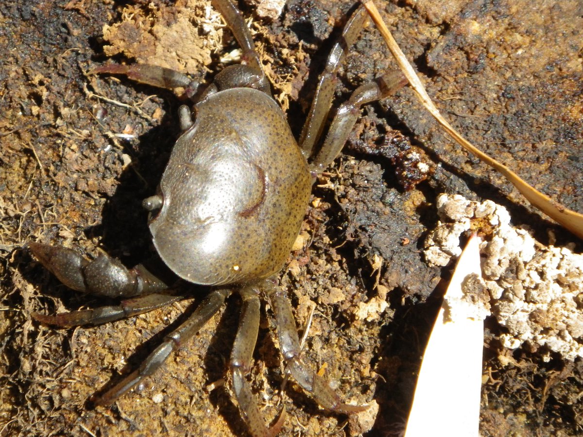 WalthamNathan's tweet photo. Rise and shine !!!  Recent rain in north Queensland has awoken sleeping freshwater crabs in our tropical dry creeks - emerging to reproduce and crab something to eat.  

So interesting @tropwater @jcu #crustaceans #crabs #tropical #rivers #wetlands https://t.co/11mOULYjXD