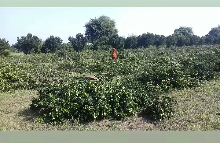 rambabu_ck's tweet photo. #OPOD योजना से संबंधित आगर मालवा के संतरे का हाल।
@PMOIndia 
@ChouhanShivraj 
@ChouhanShivraj 
@horticulturemp 
@CollectorAgar 
@VipinWankhede_ 
@kvkagarmalwa 
@PROJSAgar_Malwa https://t.co/iVoAySkeLr