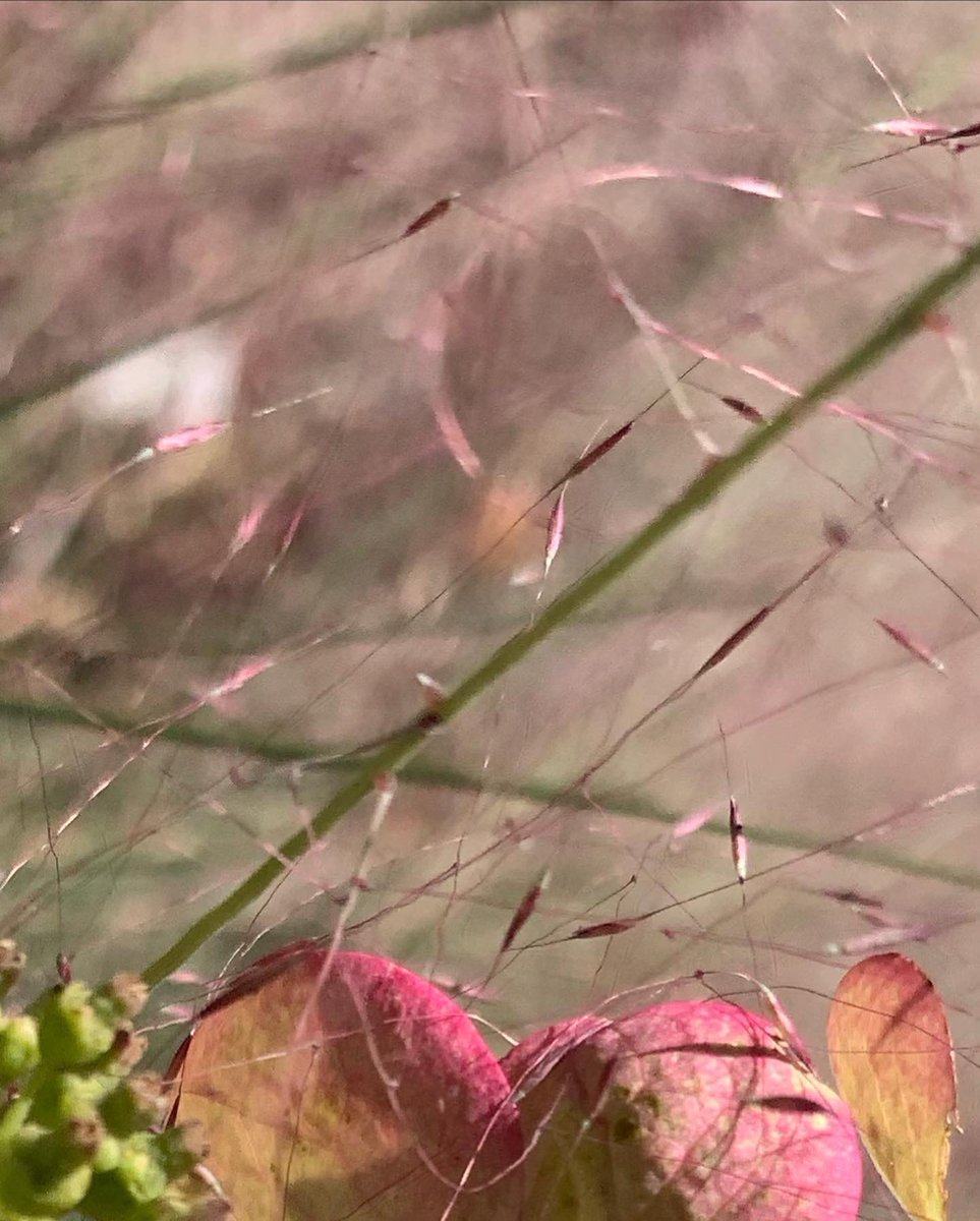 WDCGardener's tweet photo. Pink Muhly grass is so ethereal and lovely. I have just this one clump at the edge of my driveway entrance and it is a showstopper. #gardendc #muhlygrass #pinkmuhly #dmv #muhlenbergiacapillaris #ornamentalgrass #fallgarden #pink https://t.co/G5TO36trVp
