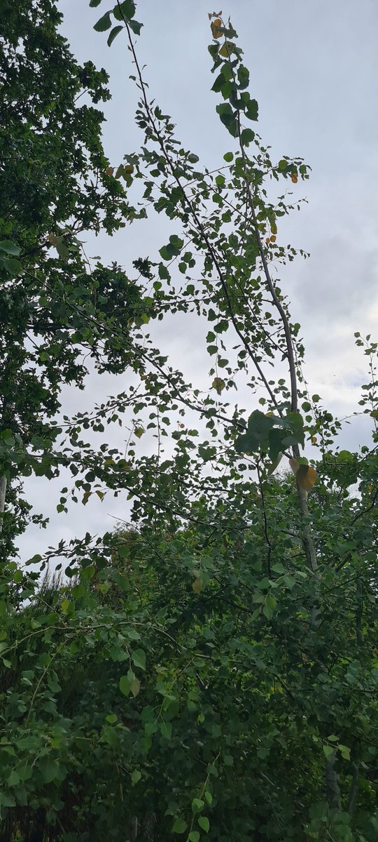 NicUalraig's tweet photo. @GilleAotrom @_JamieMcIntyre @LawroNCB @EadhaAspen @_Polinard @PinkfootedGus @joaniemac17 From the second leg of my #SAVTriall journey in September. The first one is a garden planting by a lovely couple in Glenlednock, but the unusual growth patterns were confusing - increased CO2 levels? And the other three are at the fab @ComrieCroftBike who gave us great back-up! https://t.co/R0FkadXqx2